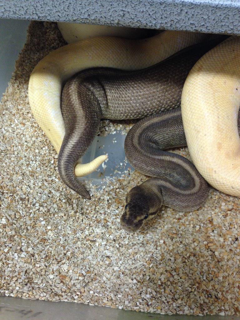 SnakeBytesTV's tweet photo. First #PythonPorn of the year! Banana lemon blast to Camo! http://t.co/PmNid8axET