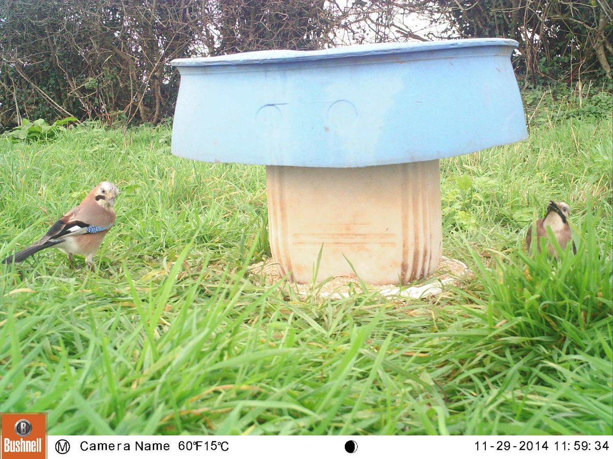handles4forks's tweet photo. Jays turning up regularly at the feeders this year! #partridgecam http://t.co/0ZltDOd2RN
