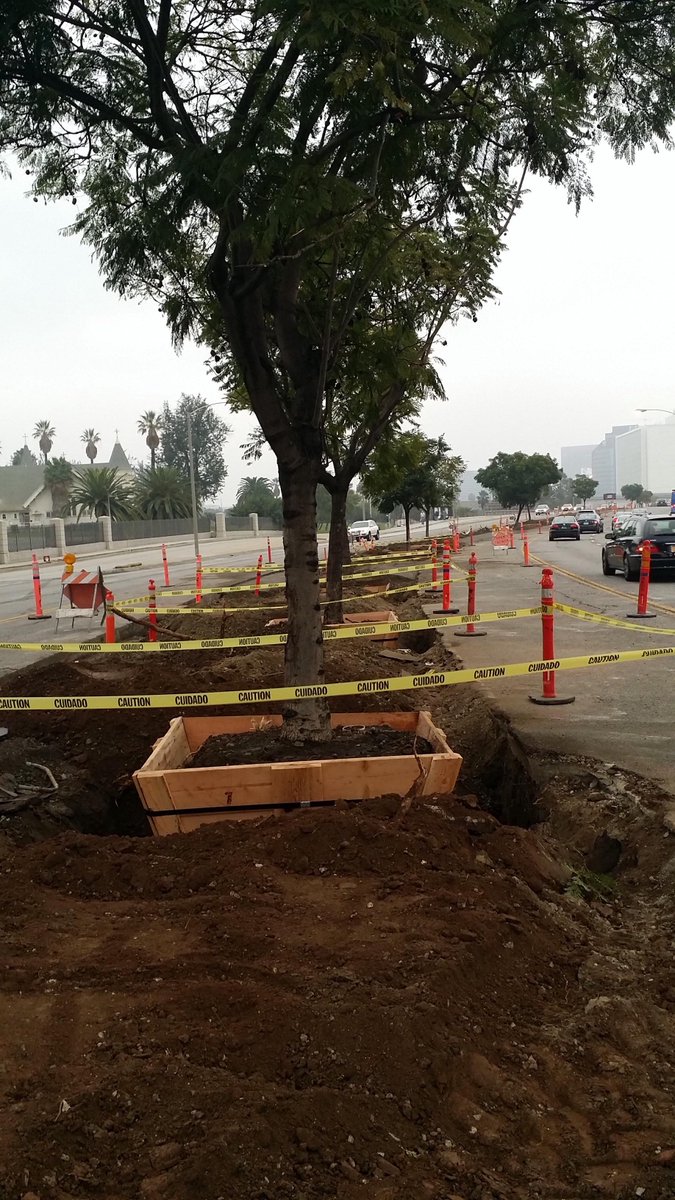 LACoPublicWorks's tweet photo. Preserving healthy trees and reusing them as part of @WilshireBRT Project. #Sustainability #CONSTNW http://t.co/xoB6yJPUx8