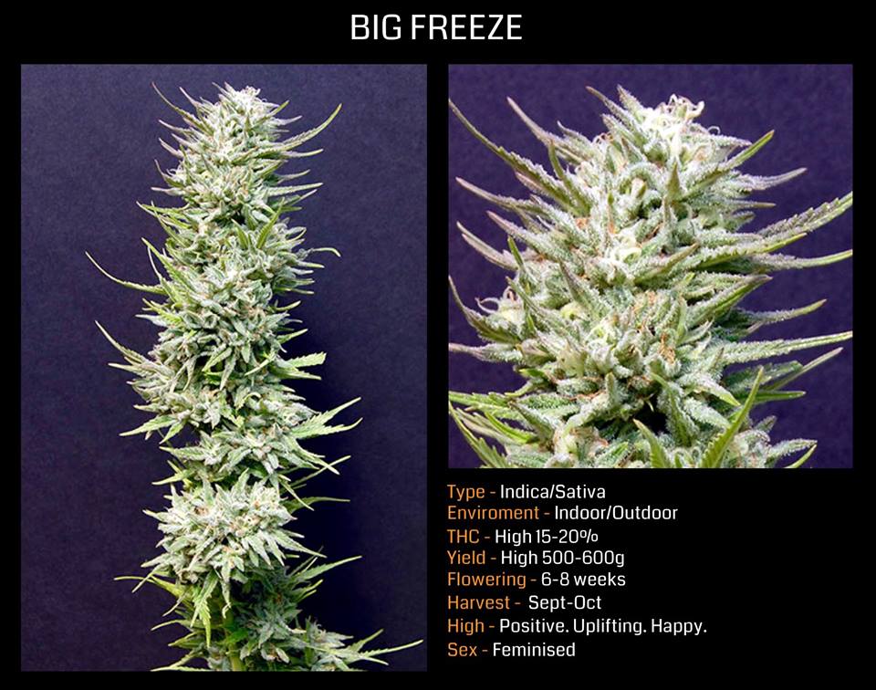 bigheadseeds's tweet photo. FREE 4 THE PEOPLE - PLEASE SHARE
50 PACK GIVEAWAY + BIG HEAD SEEDS = LOVE https://t.co/KTJphZ2Kgs
@SnoopDogg #420 http://t.co/9QnGrkaiYd