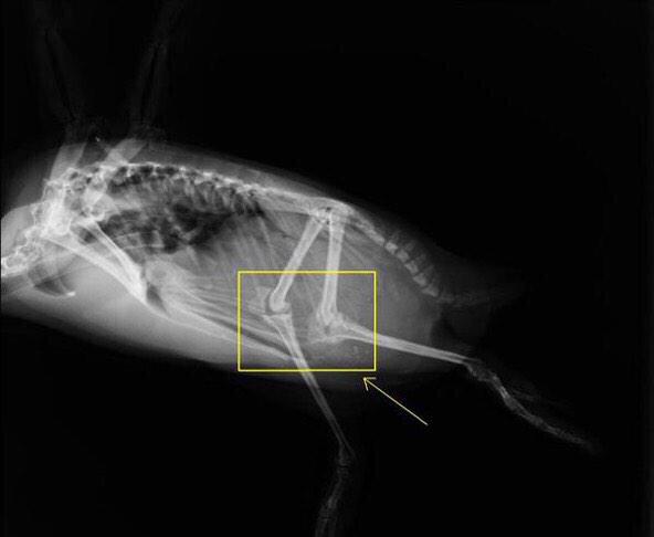 CauseWereGuys's tweet photo. Penguins have knees inside of their bodies and nothing makes sense anymore http://t.co/EyHk3l4mvL