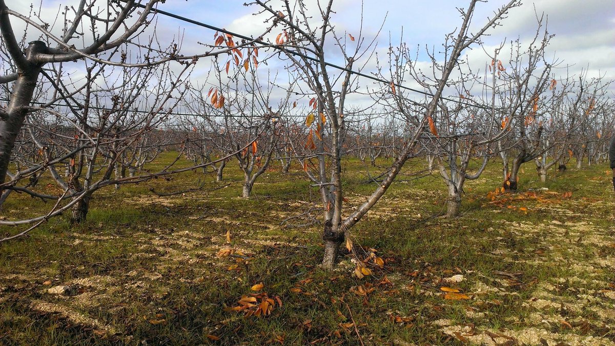 L'Azienda Agricola Cannito non si ferma maii #Cannito #Potatura #Pruning #Cherries #Ciliegie #Puglia #Apulia