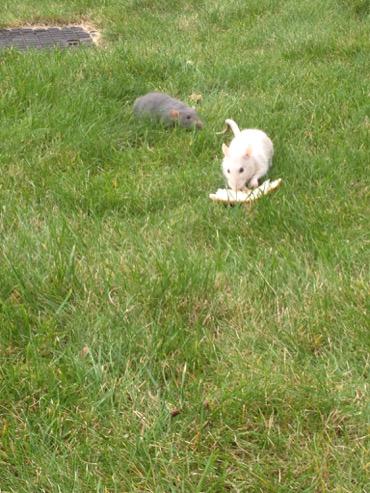 Wie wil deze lieve tamme #ratten een nieuw tehuis geven. Vanwege omstandigheden #gratis op te halen pls #RT