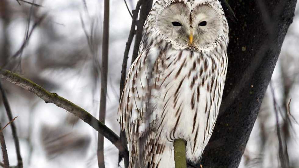 Ayer en 'Rusia Salvaje' vimos 'Valles primigenios' ¿Te lo perdiste? Dale al 'play'. rtve.es/v/2677934/