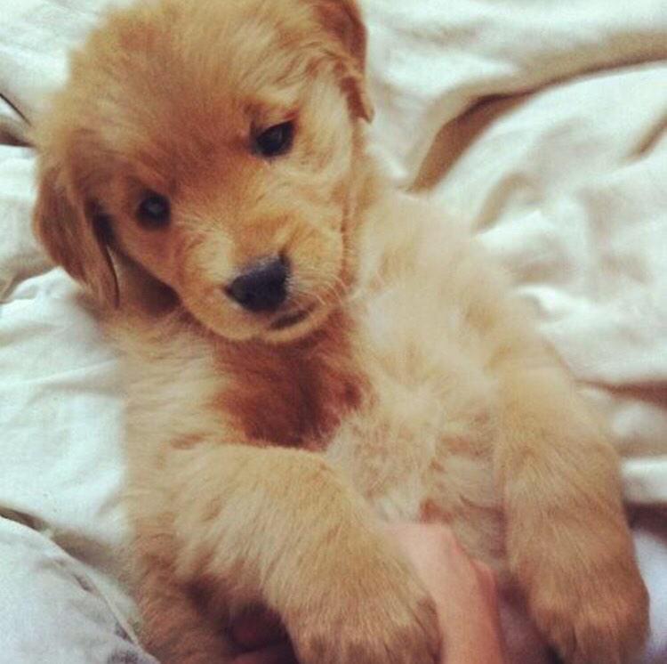 DuskMango's tweet photo. I miss when Honey was this small 😫 #goldenobsession http://t.co/kOxFN1Jt9r