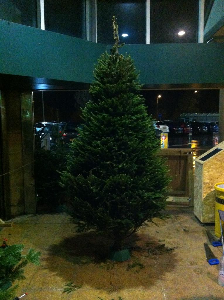 Tree Amigo's tree of the day! What a beauty!!