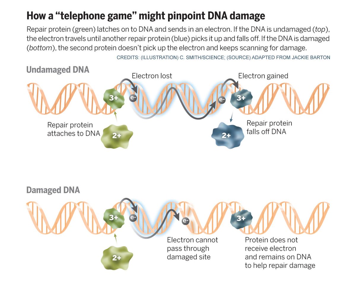 ScienceMagazine's tweet photo. Do cells use electricity to repair DNA? http://t.co/HmzxYTvxgj http://t.co/mJ8ScGWRYy