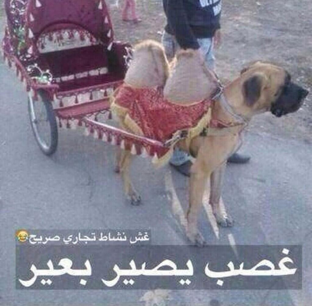 mutlaq584's tweet photo. غش تجاري http://t.co/Kmieiiuetr