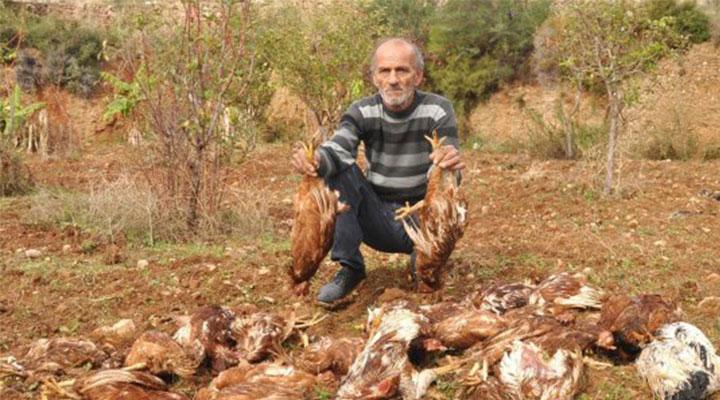 Başıboş sokak köpekleri 30 tavuğu telef etti - datcaaktuel.com/datca/basibos-…