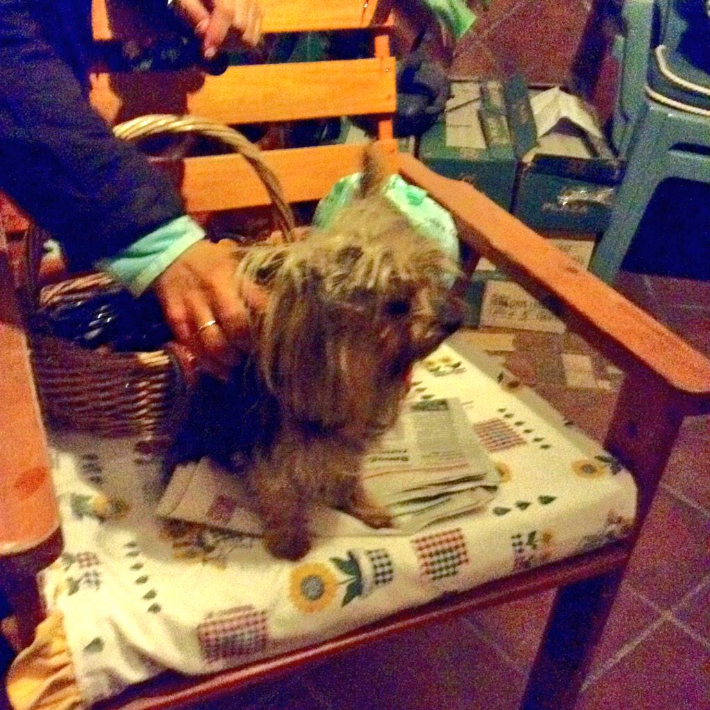 megasteewar's tweet photo. Me he encontrado este perro en el poli de Gines. Tiene el collar con huesitos. Contestame si se te ha perdido. RT PLS http://t.co/wswtvR6AxI