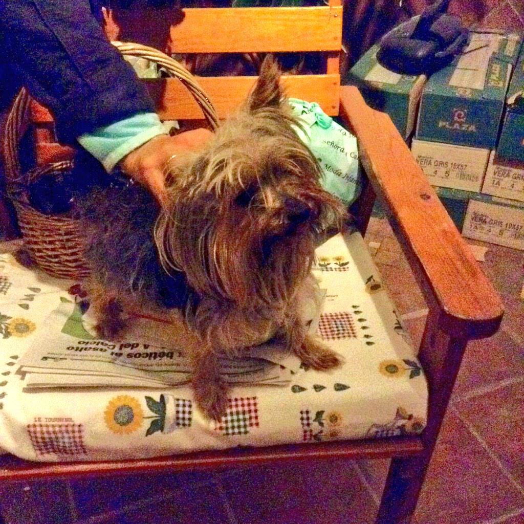 megasteewar's tweet photo. Me he encontrado este perro en el poli de Gines. Tiene el collar con huesitos. Contestame si se te ha perdido. RT PLS http://t.co/wswtvR6AxI