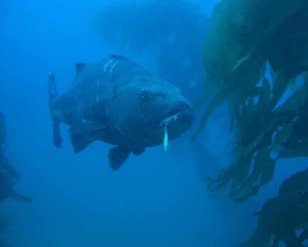 Hunting and Fishing: Impressive incredible fish fishing giant Goliath S... goo.gl/MwG2xr