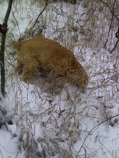 WicketsWebWorld's tweet image. Looking for mice today in the field. It's a big job, but someone's gotta do it!! #huntingspaniel #fieldfun #snow