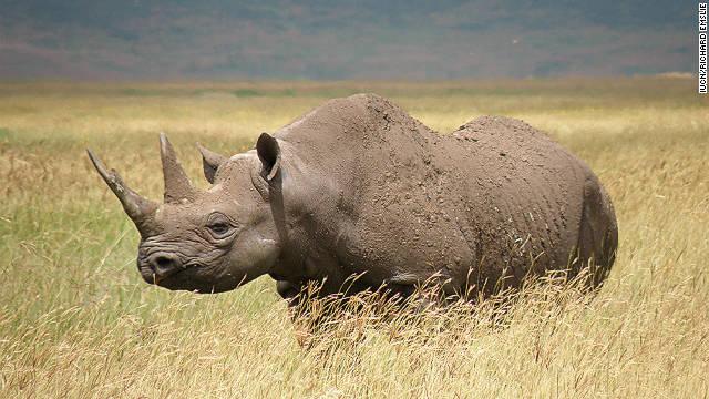 ginachron's tweet photo. S/RT #USFWS - Protect #BlackRhinos from #TrophyHunting ~ Deny #importpermits!
http://t.co/cmPodqBWI1
via @jackie_kulp http://t.co/NW9Bkksudb