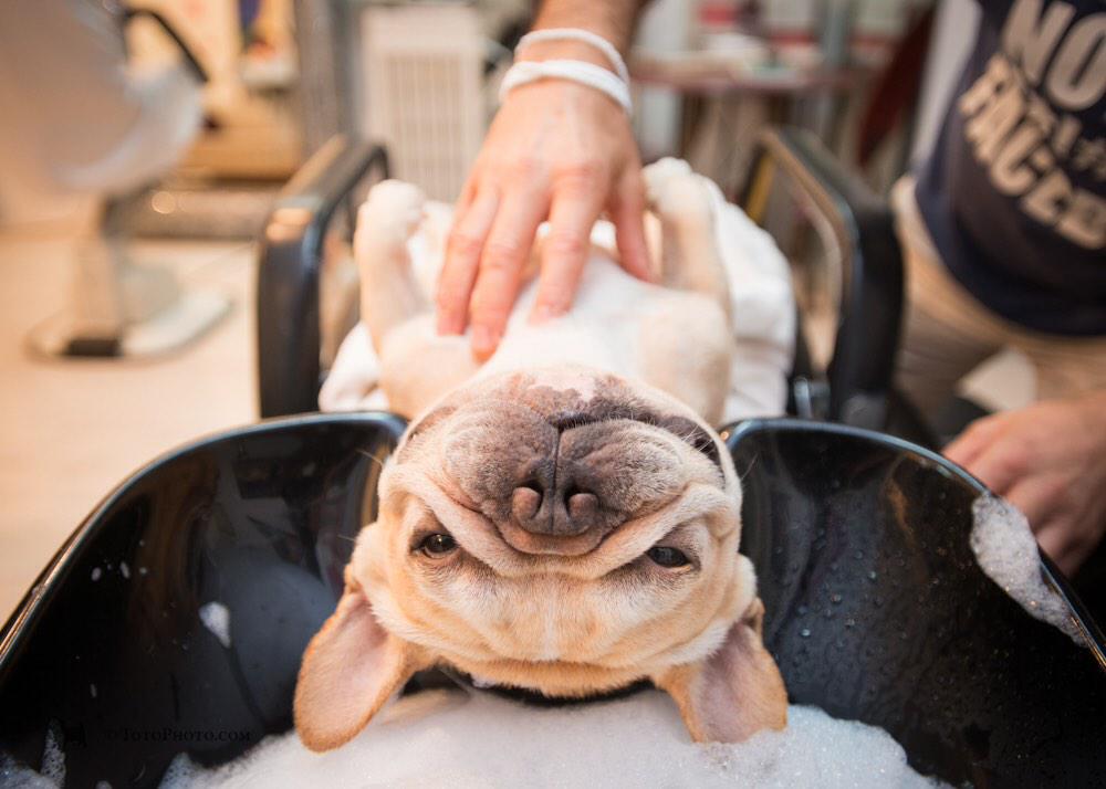 PLEASE #RETWEET!!!!!!!!! MT <a href="/ThePierreNY/">The Pierre, New York</a>: "Pampered Pierre Pups!" <a href="/theDOGstore/">The Dog Store</a> perks #CEOBillionaire