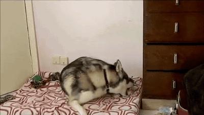 NotesFez's tweet image. Husky plays with ferret.
9gag.com/gag/aMbO33X?re…