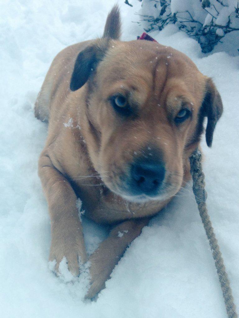 hipsterjing's tweet photo. It has begun....Her paw situations #macieproblems http://t.co/Fn7pBHjrVI