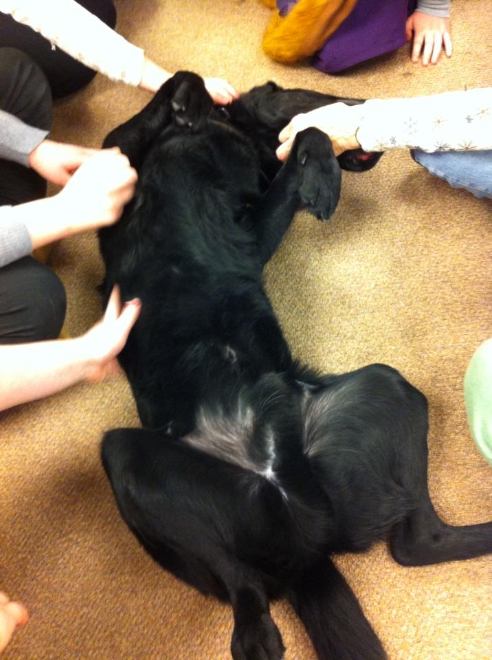 uwgreenbaynews's tweet image. Mitch is living it up while helping students de-stress @cofrinlibraryGB. #gbfinals #librarydogs