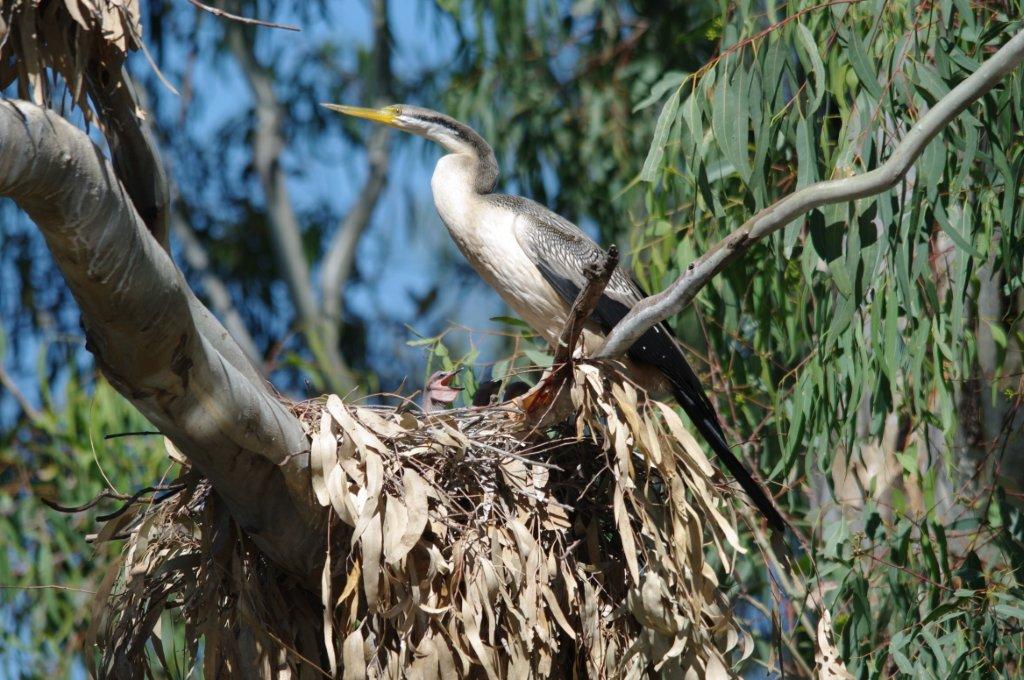 Visit Barmah National Park this summer bit.ly/1whCcc6