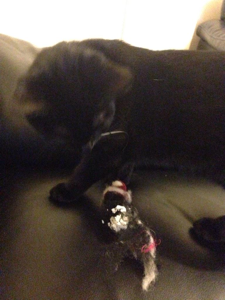 EldonTheCat's tweet photo. fuck christmas http://t.co/P6gqOI4FTU
