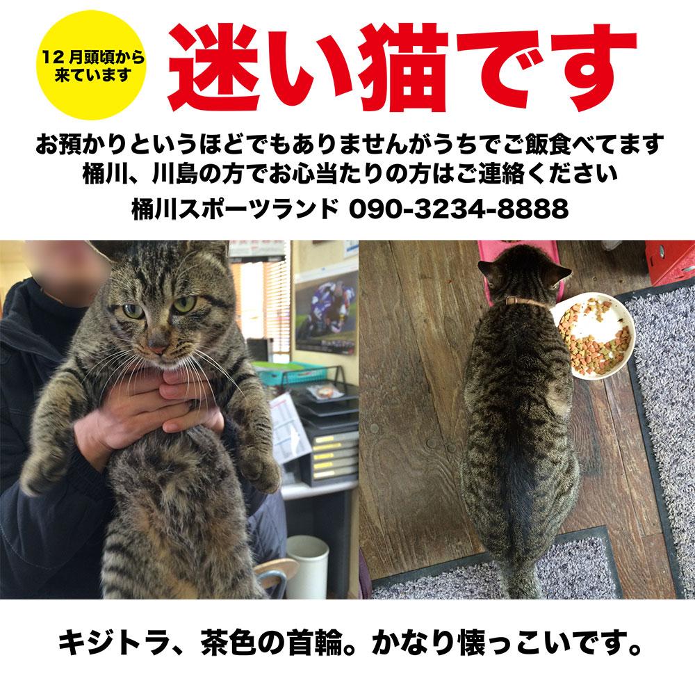 テルル 桶川スポーツランド Ar Twitter 猫人気が高まる桶川スポーツランドですが さすがにこの迷い猫までメンバーに加えるとなると大変なので是非飼い主さんに迎えに来ていただきたいです Http T Co Q9wtk9iscj