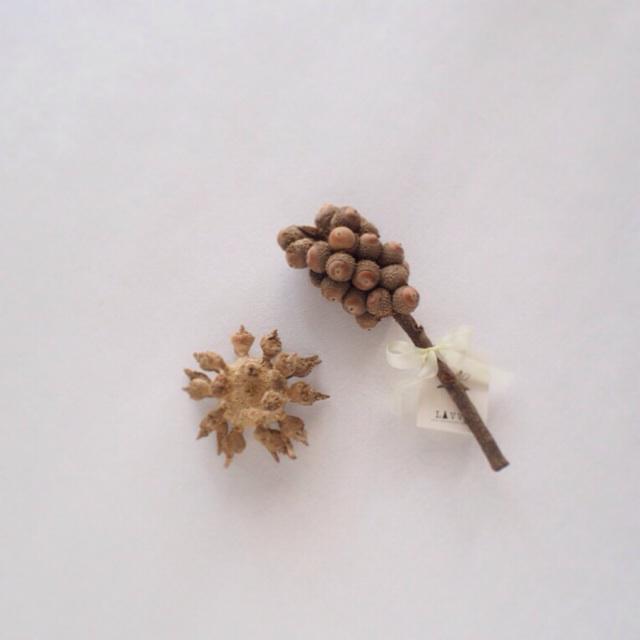 yukinobuko's tweet photo. ドングリウニとぎゅうぎゅうドングリ。ドングリウニとはまさに言い得て妙!
#forestcombing #beachcombing http://t.co/1kBnI11MuF