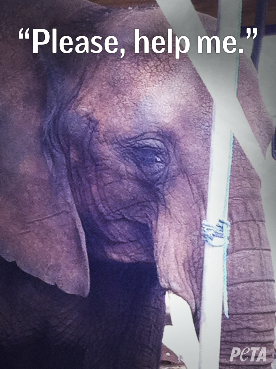 peta's tweet photo. THOUSANDS have SPOKEN OUT 4 #Nosey, yet @USDA hasn't confiscated her.

RT &amp; DEMAND they help! http://t.co/0Lrtb3WJwe http://t.co/B2SwbfD6i9