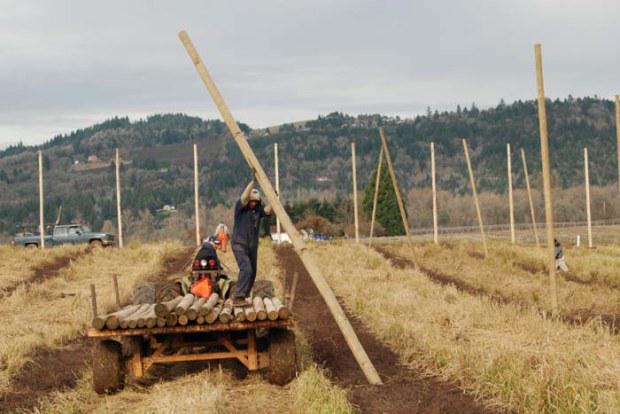 Time to start prepping the #hopyard <a href="/RogueFarms/">Rogue Farms</a> for the growing season: bit.ly/roguehopyard #GYO