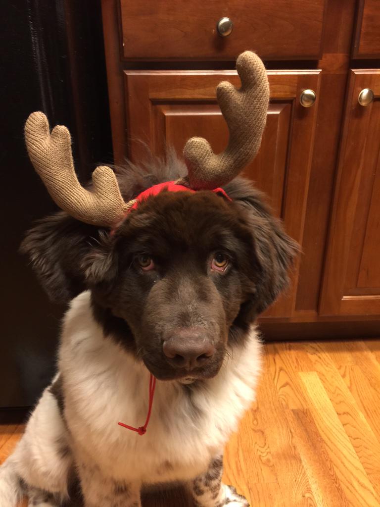 lizcatmeow's tweet photo. The best way to spread Christmas cheer is retweeting my puppy for all to cry their eyes out at how cute she is http://t.co/yzNZFSyHFE