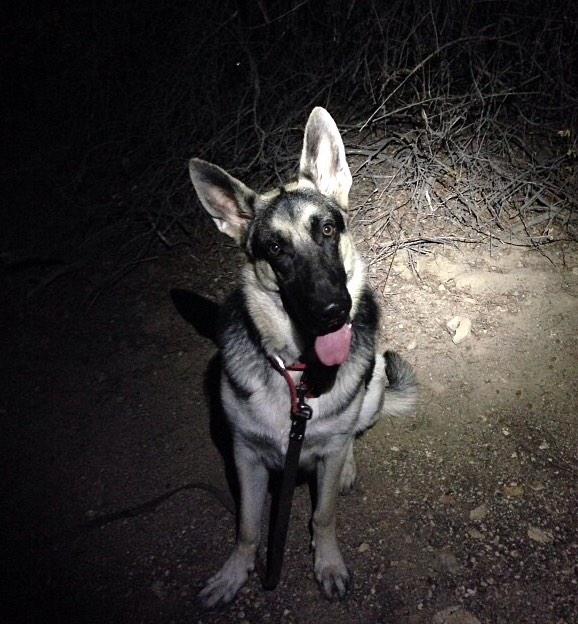 ryryanmackel's tweet image. Damn what a beauty she is #german #fancy #iPhone6Plus