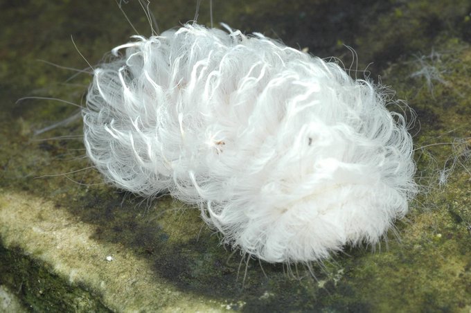 しびれのtwitterイラスト検索結果 古い順