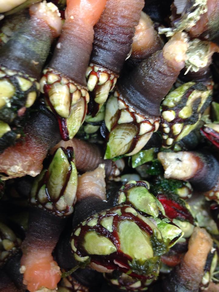 Percebes de Peniche. Irresistíbles. #elcristo #portugal