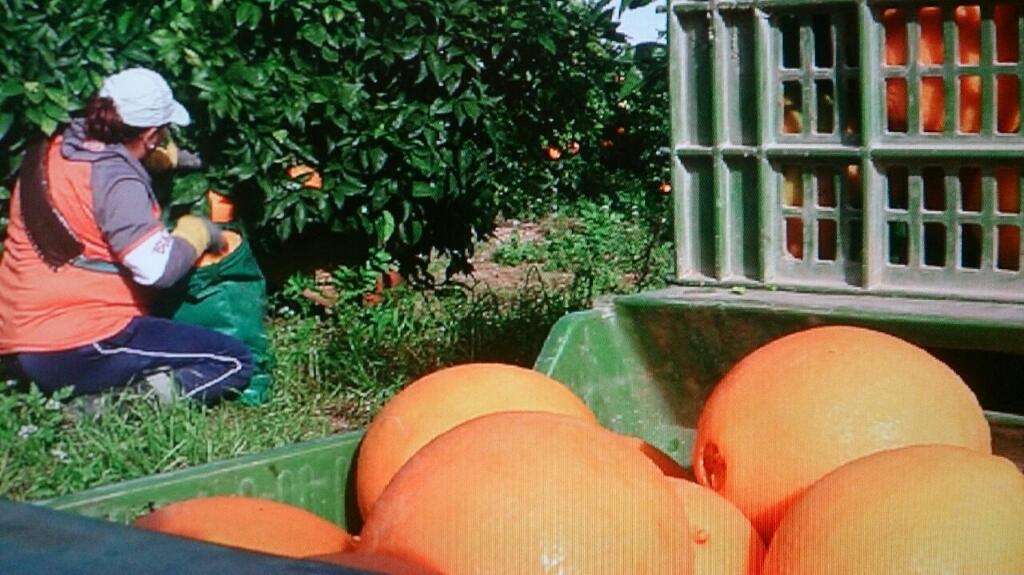 CuadernoAgrario's tweet photo. Mañana a las 13.30 no te pierdas @CuadernoAgrario con la Campaña de Cítricos en @8tvandalucia @Prensa_COAG http://t.co/AZLad9pqzE
