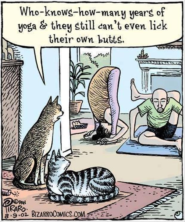 Runs4Coffee's tweet photo. I continue to believe yoga is beyond the abilities of most mere mortals http://t.co/xS8Ikta41C