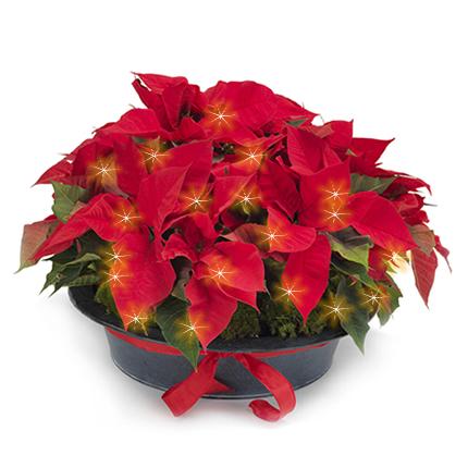 Julstjärnans dag! Vår allra mest populära och älskade julblomma. Har du redan skaffat din? euroflorist.se/julstjarnor-ct…