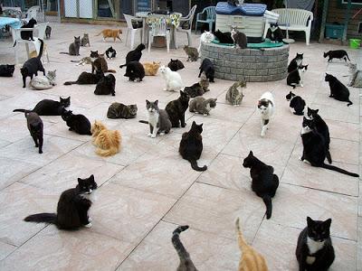 Фото где много. Очень много кошек. Приют для кошек. Много кошек на улице. Очень много котов.