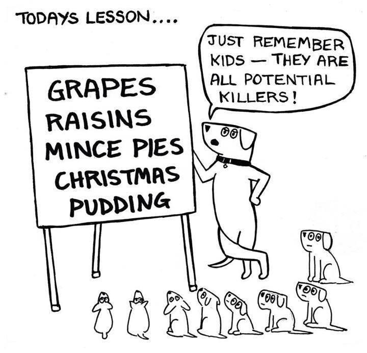 Quest Debt Recovery (@quest_recovery) on Twitter photo RT <a href="/easipetcare/">Easipetcare</a>: Important lesson: festive foods can be harmful to pets-keep them away! #Christmas #FoodieFriday RT <a href="/easipetcare/">Easipetcare</a>: Important lesson: festive foods can be harmful to pets-keep them away! #Christmas #FoodieFriday
