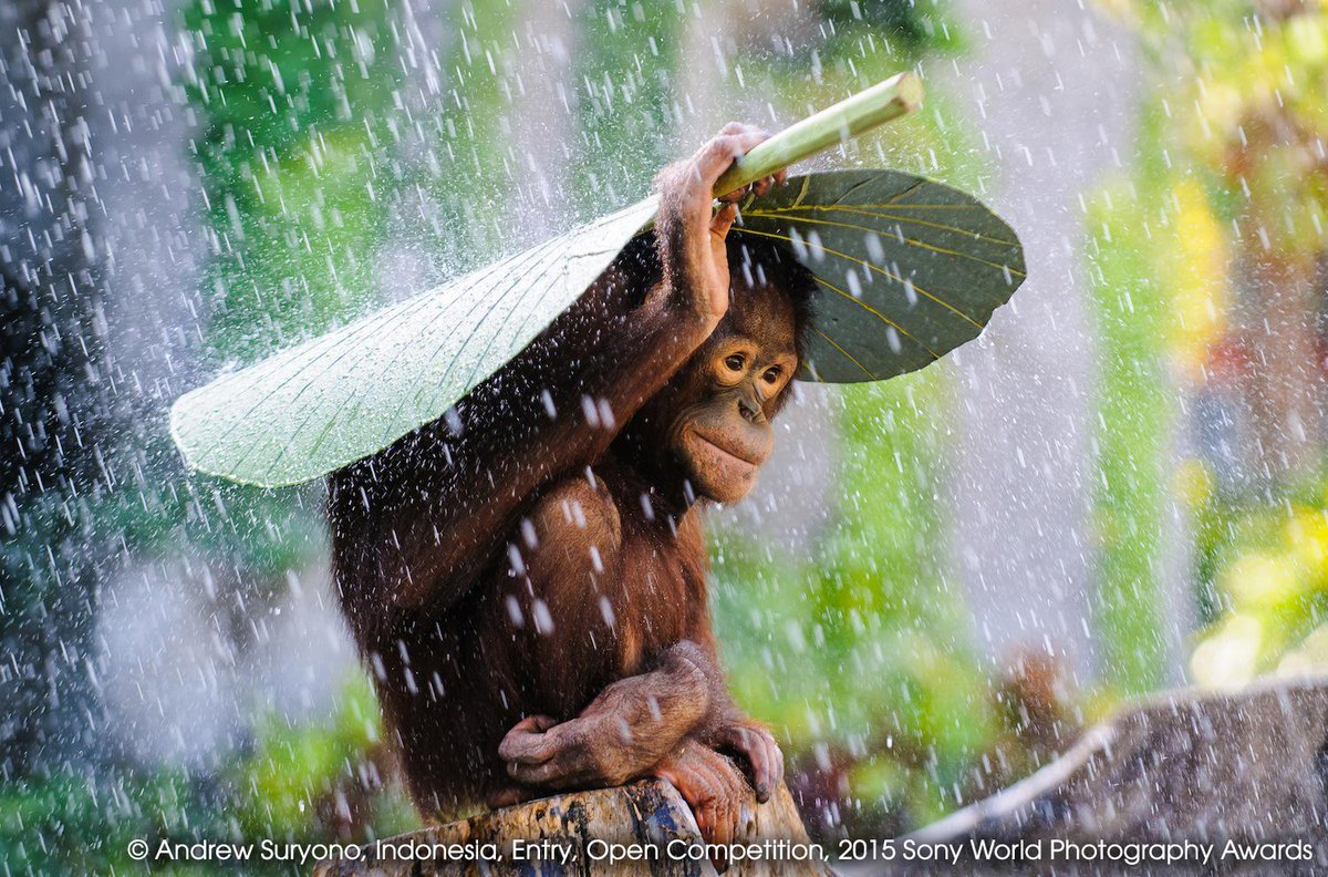 BBCIndonesia's tweet photo. Inilah karya Andrew Suryono dari Indonesia untuk kompetisi foto Sony Photo Awards. Anda ikut kompetisi ini? http://t.co/pBbKVa7x8V