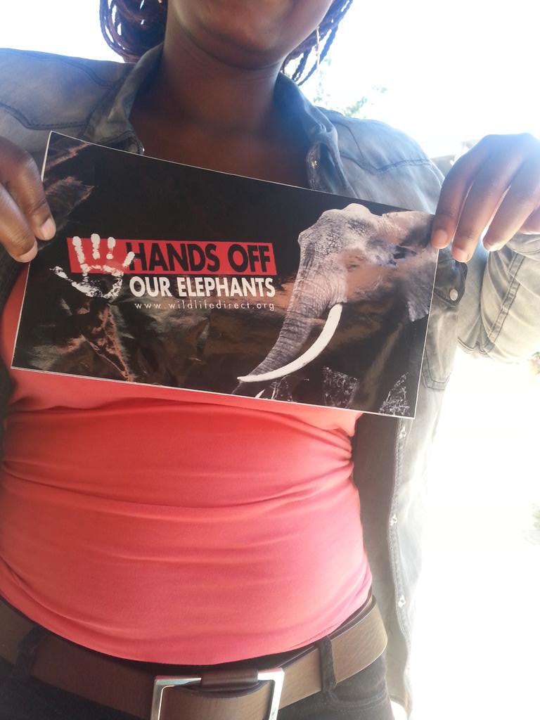 FionaMbaru's tweet photo. Hands off our elephants campaign http://t.co/rMpQwdxTAJ