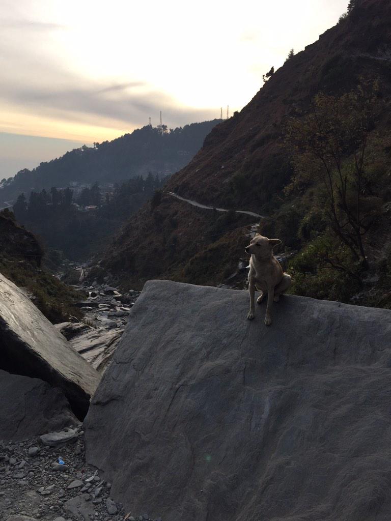 Statusbrew's tweet photo. The rightful owner of himalayas http://t.co/ODEaGsp1L1