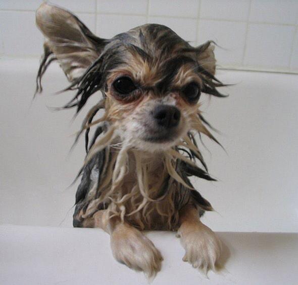 Dit weer hè.. laat mensen ruiken 😬 #nattehond