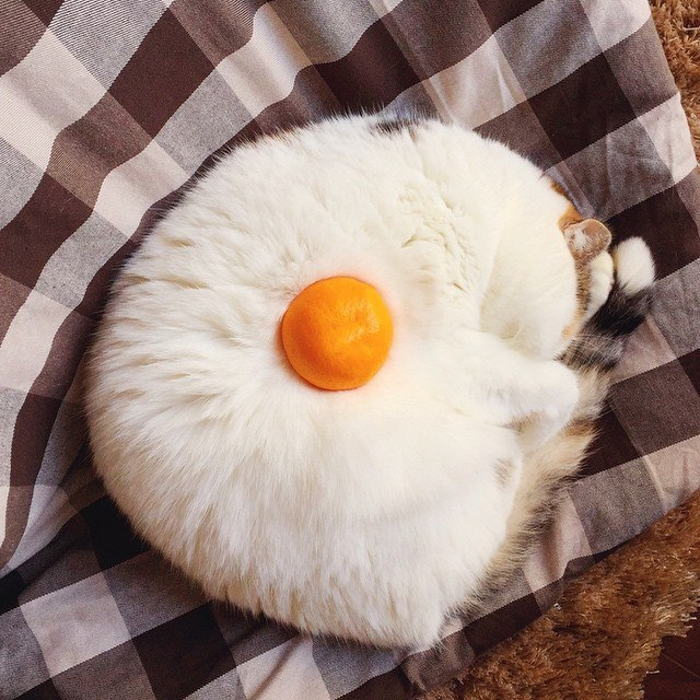 CLyn_Salini's tweet photo. #chat Qui veut un chat au plat ? http://t.co/iIX1kD5akT