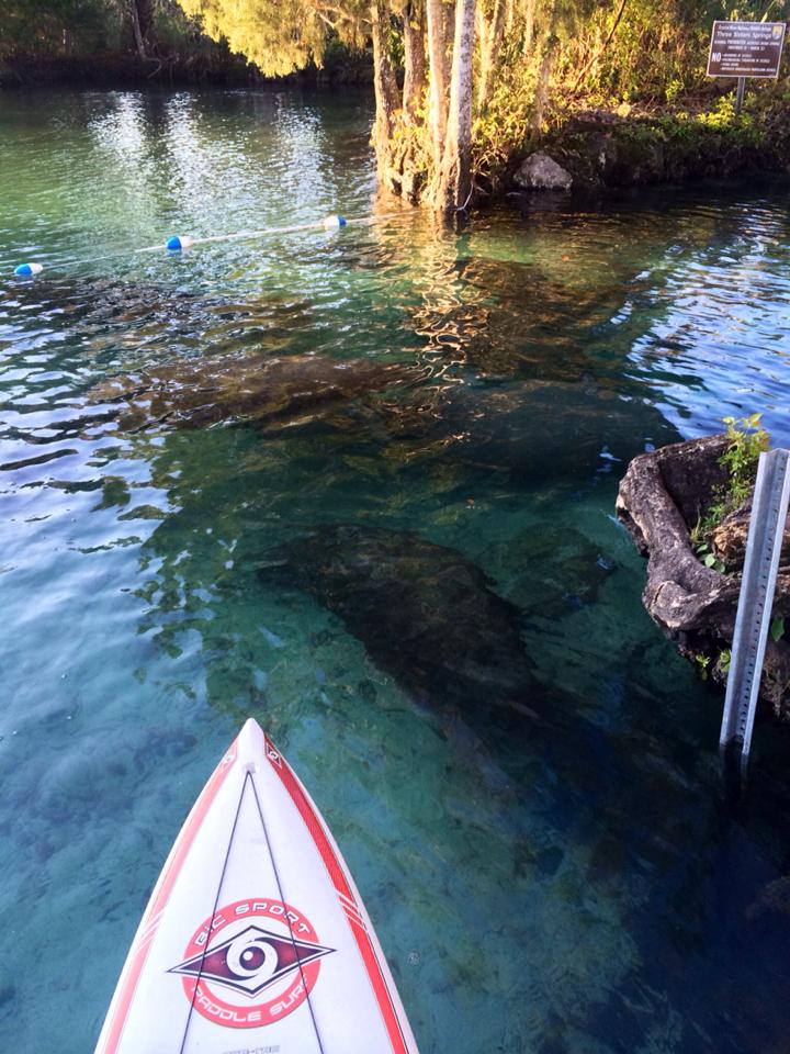 There are so many #Manatees they're blocking the entrance to the spring. #LoveFL #VermontSUP <a href="/supconnect/">SUPCONNECT</a> <a href="/BICSUP/">BIC SUP</a> #SUP