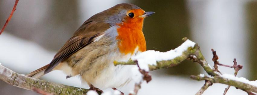 Permalien de l'image intégrée