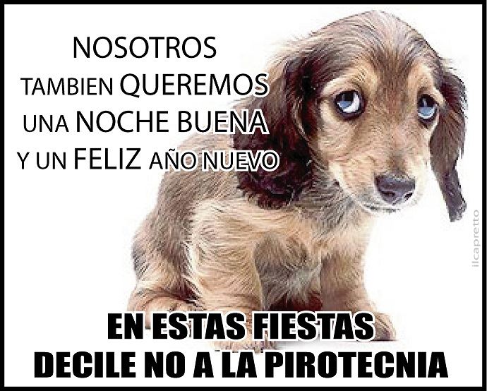 Tu dinero puede tener un mejor uso #navidadsinpirotecnia <a href="/PatasyPies/">Patas y Pies</a> @panamamunicipio <a href="/BlandonJose/">José Isabel Blandón</a> <a href="/angelesanimales/">AngelesdelosAnimales</a>