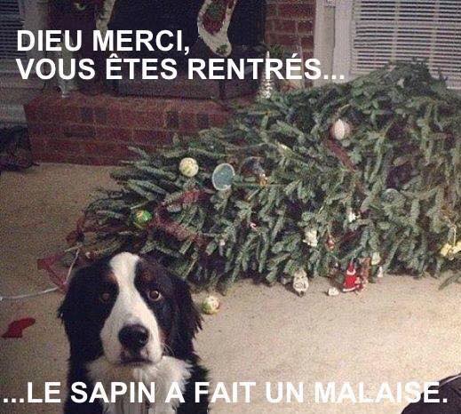 Lovinfun's tweet image. Hello Twitter ! Ceux qui ont un chat ou un chien ont déjà vécu ça ;)