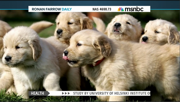 MSNBC on Twitter: "Pope Francis says all dogs go to heaven:  http://t.co/U4b37739bV http://t.co/O7WXY91C3W" / Twitter