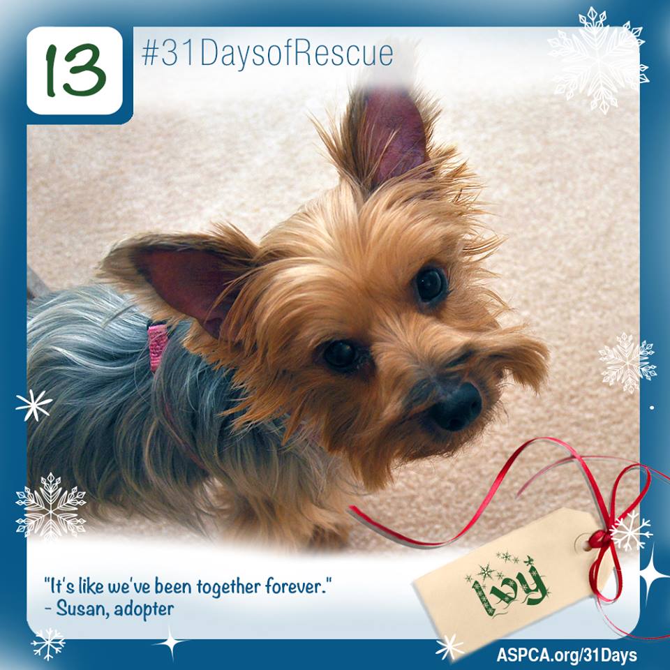 ASPCA's tweet photo. Help more animals like Ivy find their forever home! http://t.co/61bk0qq6oe #31DaysofRescue http://t.co/J3kvTYxdto