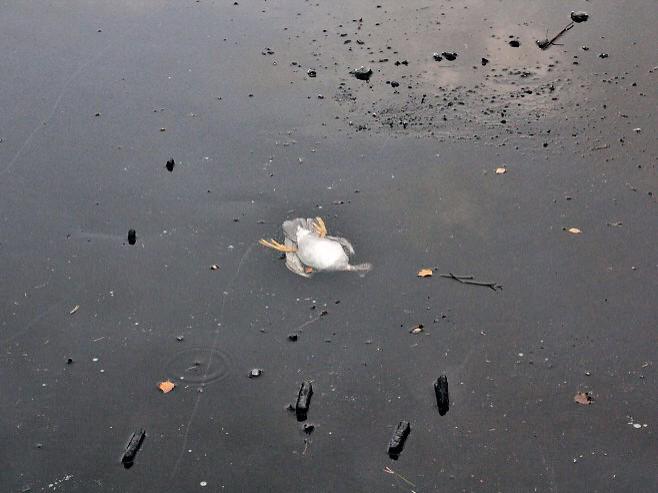 Justin_Britton's tweet photo. Awesome, because Norwegians.
http://t.co/7SOXnVYHGX #SafeDuck http://t.co/rtfqpTfSIv
