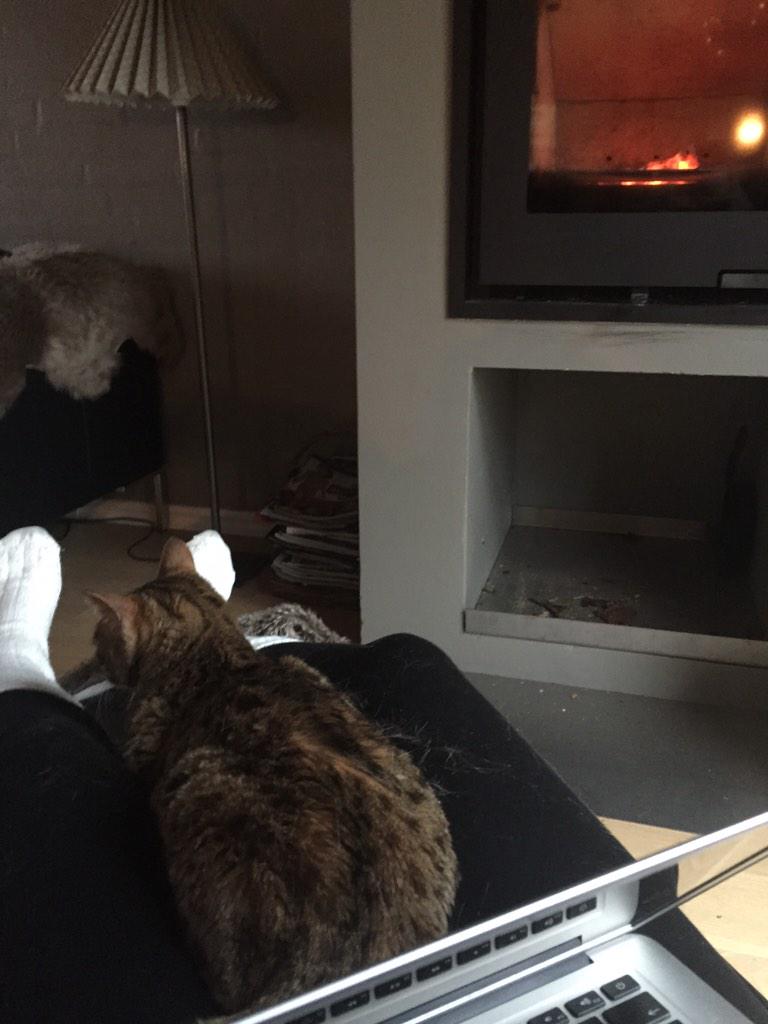 AmandaFrehr's tweet photo. Helps me study #kitty #cat #Bengals #cutie #studying #SRP #danish #exam #fivedays #CantWaitt #finish 📝📚🏫 http://t.co/ruQXyoUl8o